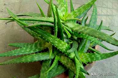 芦荟怎么养才能开花，芦荟怎么养才能长好？