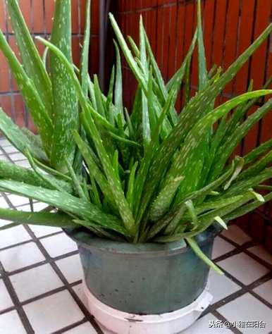 芦荟怎么养才能开花，芦荟怎么养才能长好？