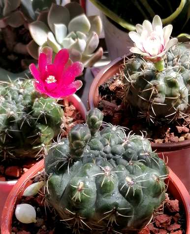仙人掌怎么养才能开花，仙人掌怎么养才能开花