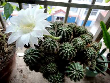 仙人掌怎么养才能开花，仙人掌怎么养才能开花