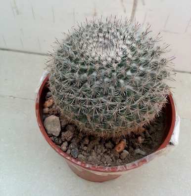 仙人掌怎么养才能开花，仙人掌怎么养才能开花