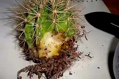 仙人掌怎么养才能开花，仙人掌怎么养才能开花