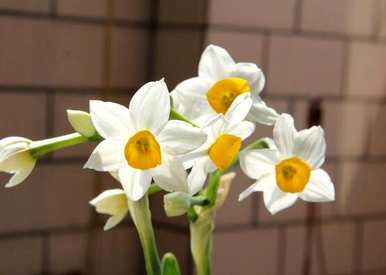 水仙花什么时候开花，水仙花春节开花意味着