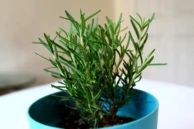 迷迭香花语夜谈，迷迭香花语是什么？