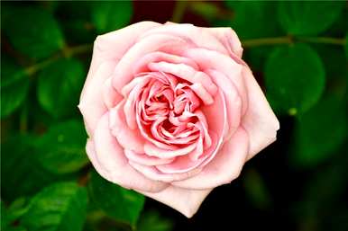 玫瑰花语是什么，11朵玫瑰花语是什么意思？