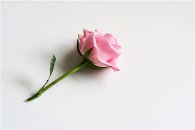 玫瑰花语是什么，11朵玫瑰花语是什么意思？