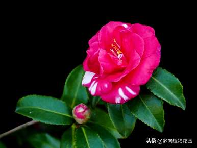 茶梅盆景养殖方法如何养殖？
