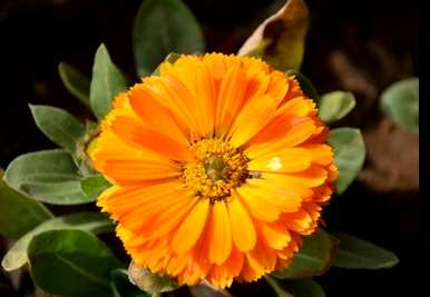 金盏菊种子的种植方法、金盏菊种子的保存方法