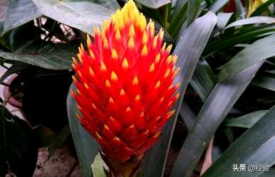 菠萝种植方法、菠萝种植方法及注意事项