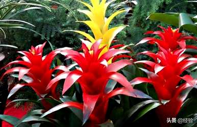 菠萝种植方法、菠萝种植方法及注意事项