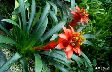 菠萝种植方法、菠萝种植方法及注意事项