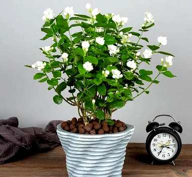 如何培育香水茉莉花批发直播，如何培育茉莉花