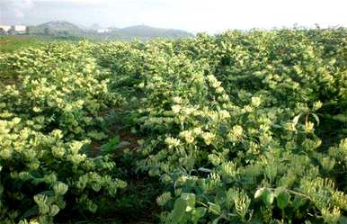 种植金银花的条件是什么？种植一亩金银花赚多少钱？
