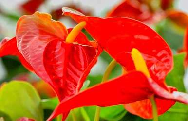 写红掌花语的诗，红掌花语是什么