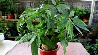 室内最好的盆栽植物是什么，室内客厅盆栽植物是什么？