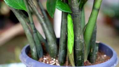 室内最好的盆栽植物是什么，室内客厅盆栽植物是什么？