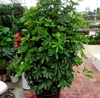 室内最好的盆栽植物是什么，室内客厅盆栽植物是什么？