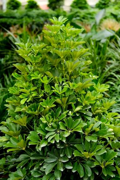 室内最好的盆栽植物是什么，室内客厅盆栽植物是什么？