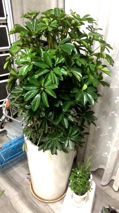 室内最好的盆栽植物是什么，室内客厅盆栽植物是什么？