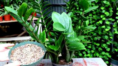 室内最好的盆栽植物是什么，室内客厅盆栽植物是什么？