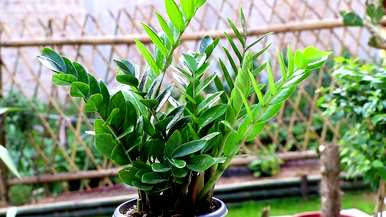 室内最好的盆栽植物是什么，室内客厅盆栽植物是什么？