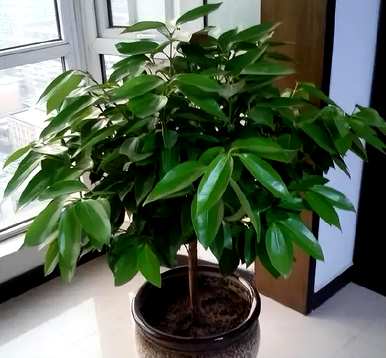 室内最好的盆栽植物是什么，室内客厅盆栽植物是什么？