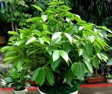 室内最好的盆栽植物是什么，室内客厅盆栽植物是什么？