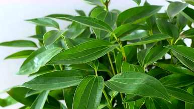 室内最好的盆栽植物是什么，室内客厅盆栽植物是什么？