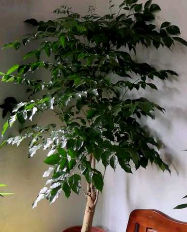 如何饲养幸福树，如何在冬天饲养幸福树