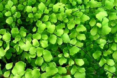 蕨类植物怎么养，蕨类植物能和卷柏养在一起吗？