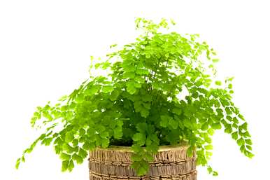 蕨类植物怎么养，蕨类植物能和卷柏养在一起吗？
