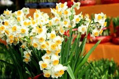 什么是百合花语，什么是百合花语？