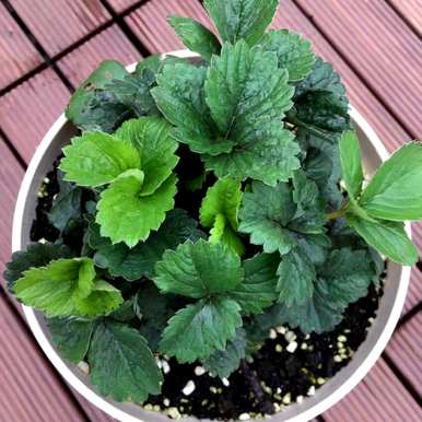 家庭阳台草莓种植方法，家庭阳台草莓种植方法