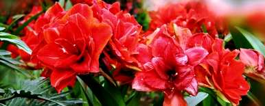 如何养殖和护理朱顶红花？如何养殖朱顶红花？