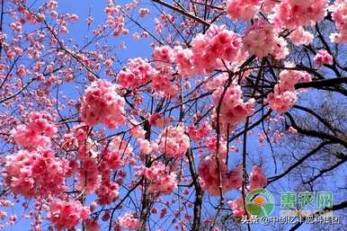 如何修剪樱花树，如何种植樱花树