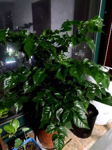幸福树怎么养才茂盛，冬天怎么养才茂盛？