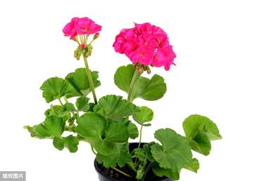 绣球花花语是什么意思，紫荆花语是什么意思？