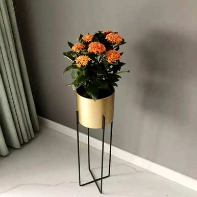 一年四季各开什么花，花坛种什么花？
