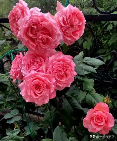 哪种月季花好养好看，哪种月季花好养好看？