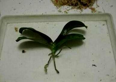 蝴蝶兰怎么繁殖，蝴蝶兰怎么繁殖，用什么杀菌剂？