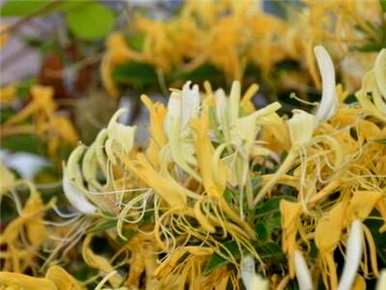 野生金银花种植方法、金银花种植方法及时间