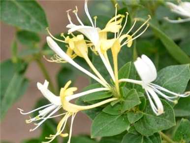 野生金银花种植方法、金银花种植方法及时间