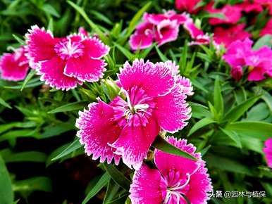石竹花有什么意义？石竹花代表什么？