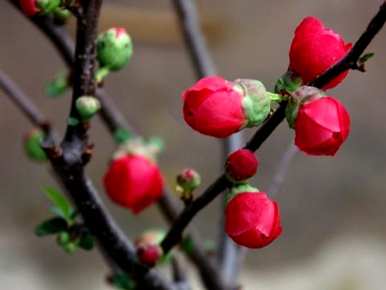日本海棠花的养殖方法，日本海棠花的种植方法