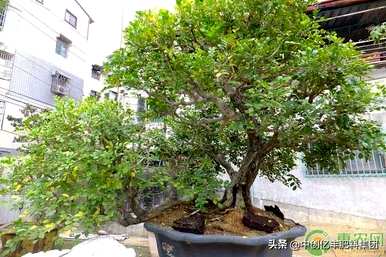 七里香花怎么养，七里香花怎么养才能开花