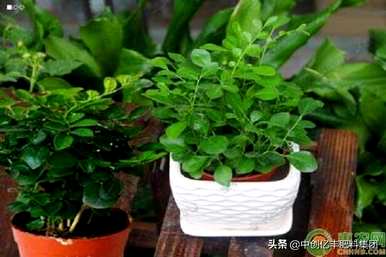 七里香花怎么养，七里香花怎么养才能开花
