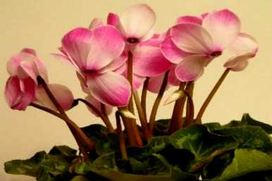 仙客来花怎么养才能活，怎么养仙客来开花？