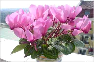 仙客来花怎么养才能活，怎么养仙客来开花？