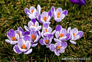 什么是番红花花语，什么是番红花花语？