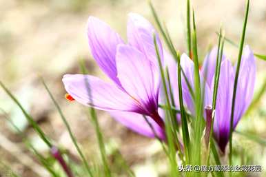 什么是番红花花语，什么是番红花花语？